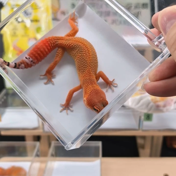 豹纹守宫蜜橘小亚成母