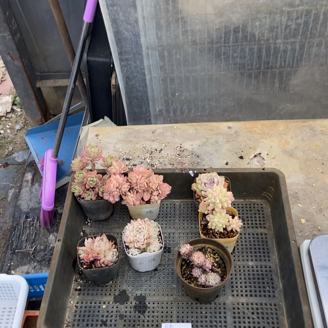 204号花7个 天上月亮专拍圆通