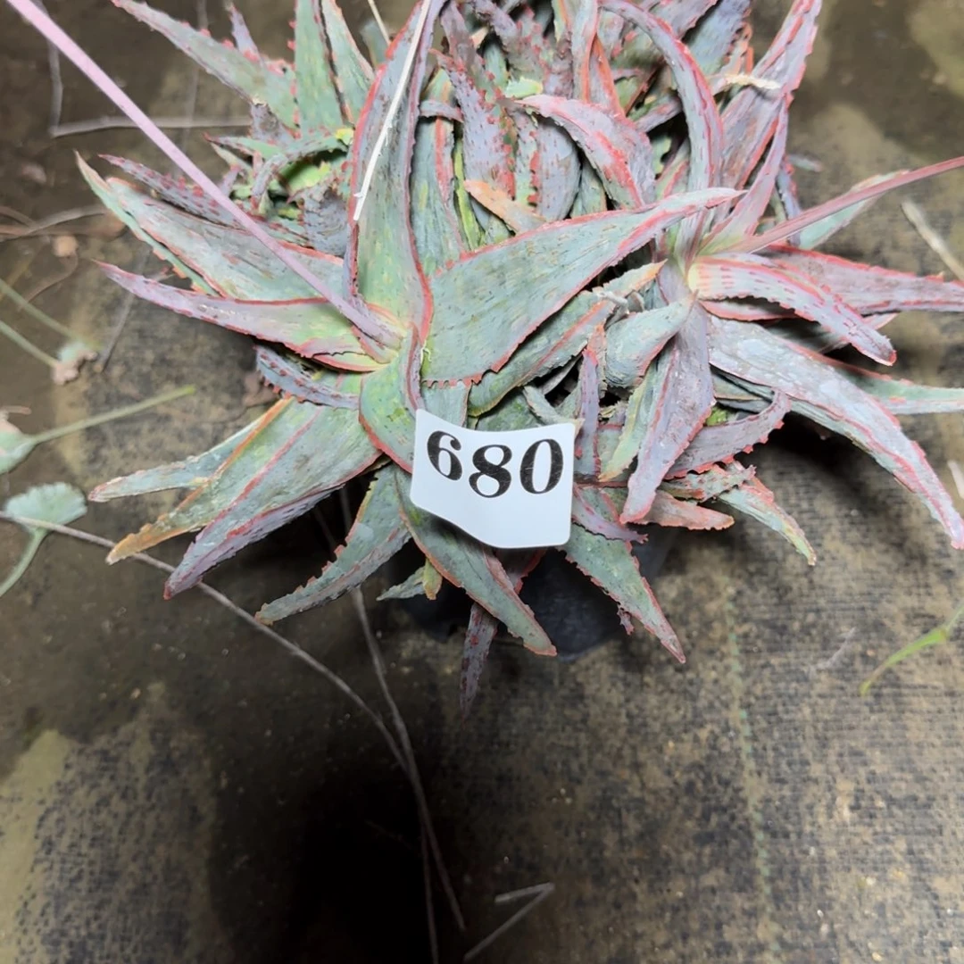 焰灵园艺芦荟多肉植物