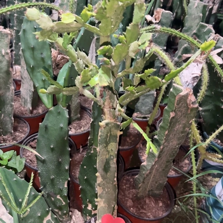 *****当前无花栽培后可以开花黄羽毛1565