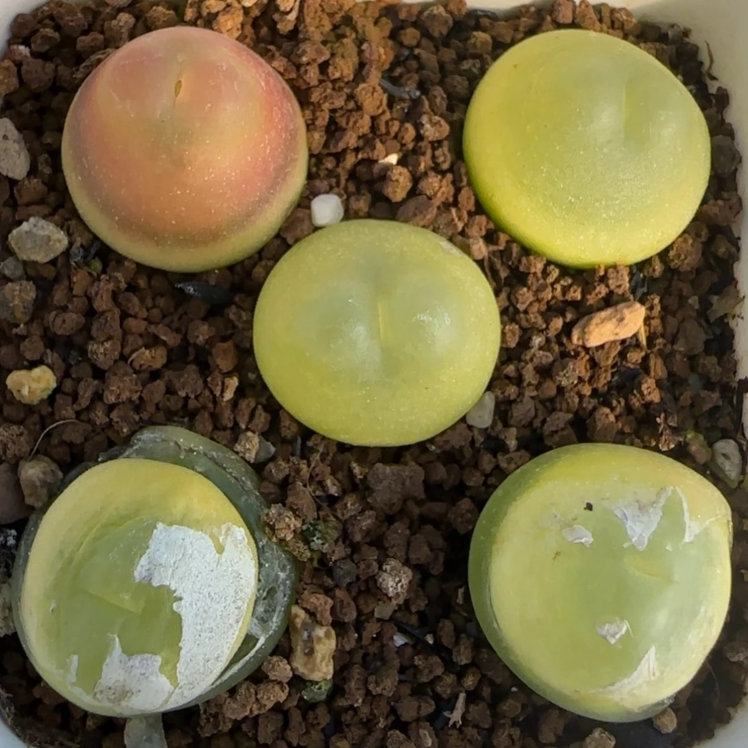 1.28新年大福多肉拉登一组162号