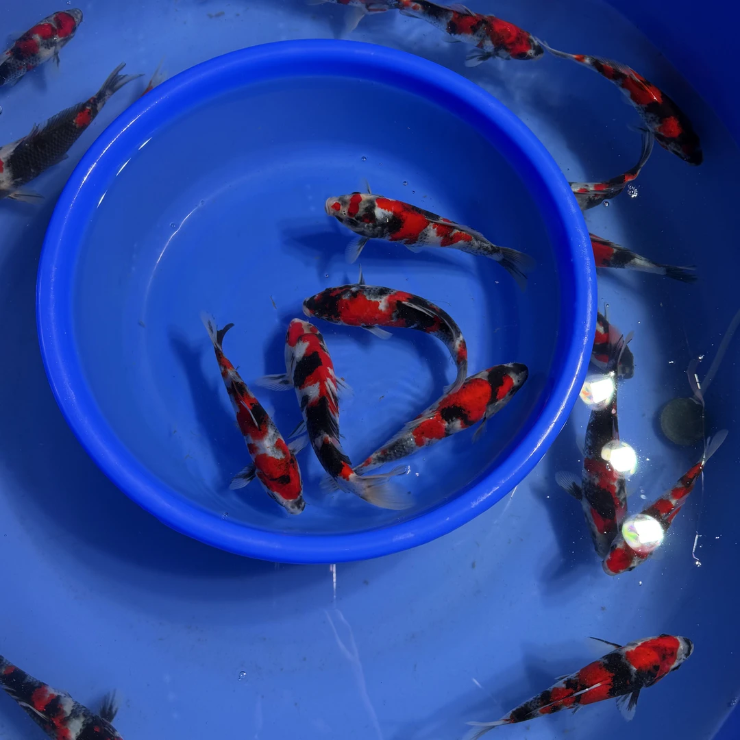 大日超级怪兽昭和