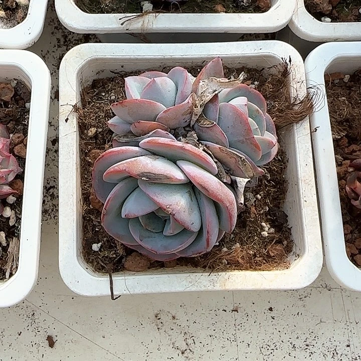 青蛙王子儿童洗发111