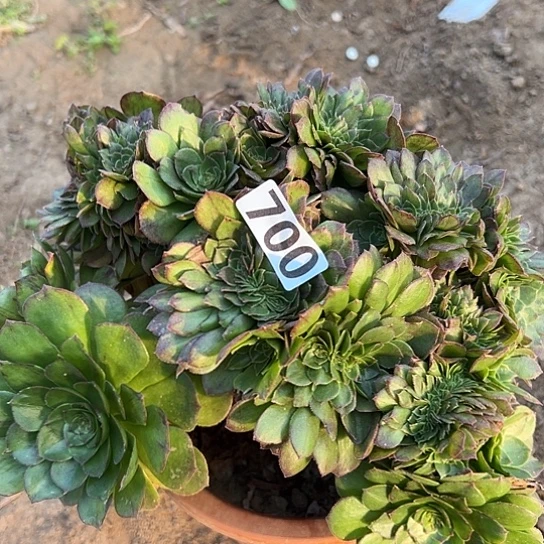 叶***子多肉植物一个万追700