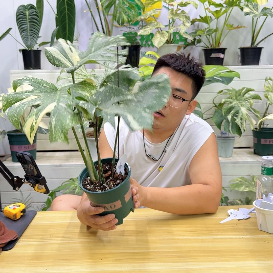 无花朵哎****呀Q8洒金拍卖