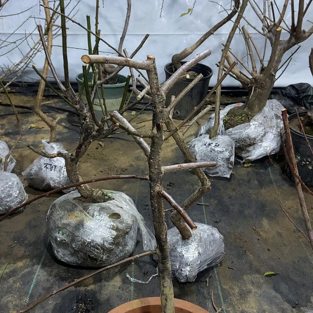 无花朵原生锦红垂枝梅花