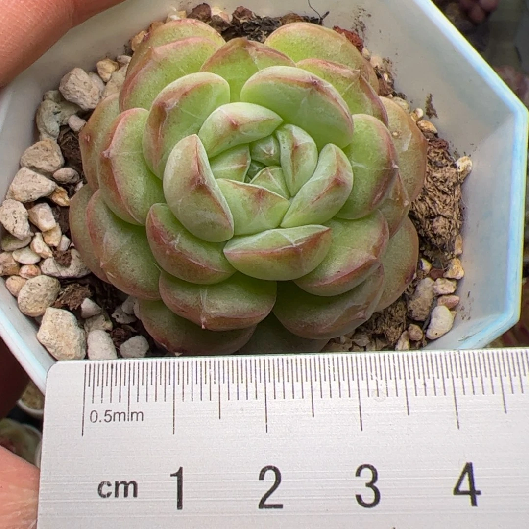 280 多肉植物组合盆栽