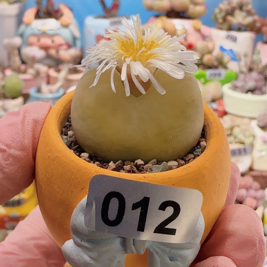 T肥肥大蟠桃盆口3.5cm