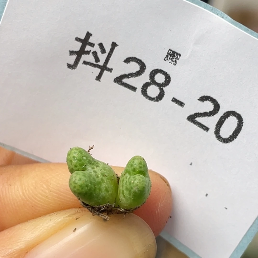 28-20鹿角斑马肉锥