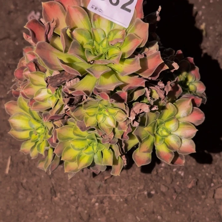 582韶华多肉植物不售后