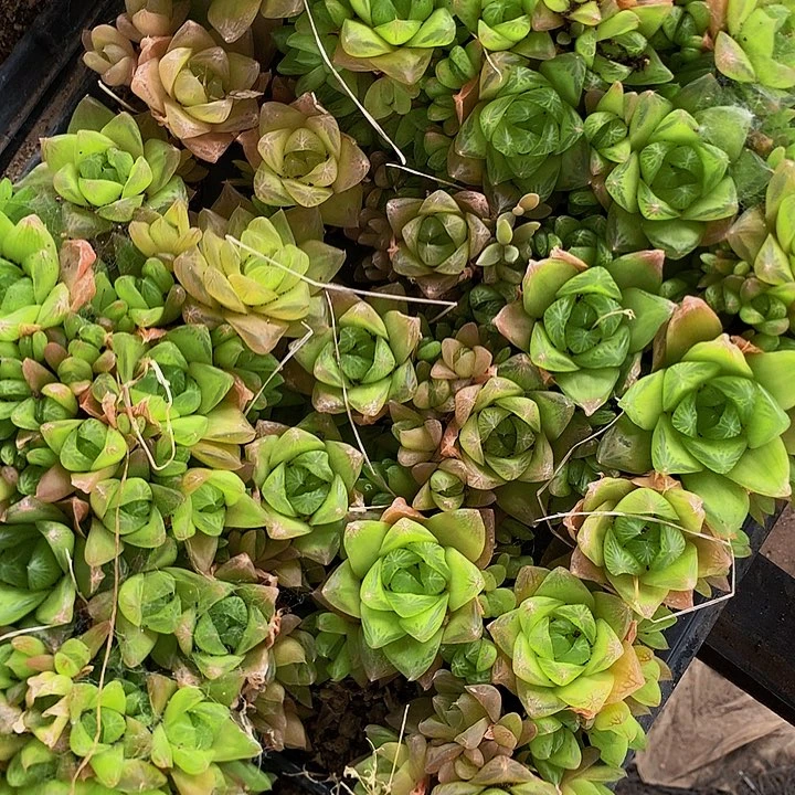 京之华穴盘10个，000000