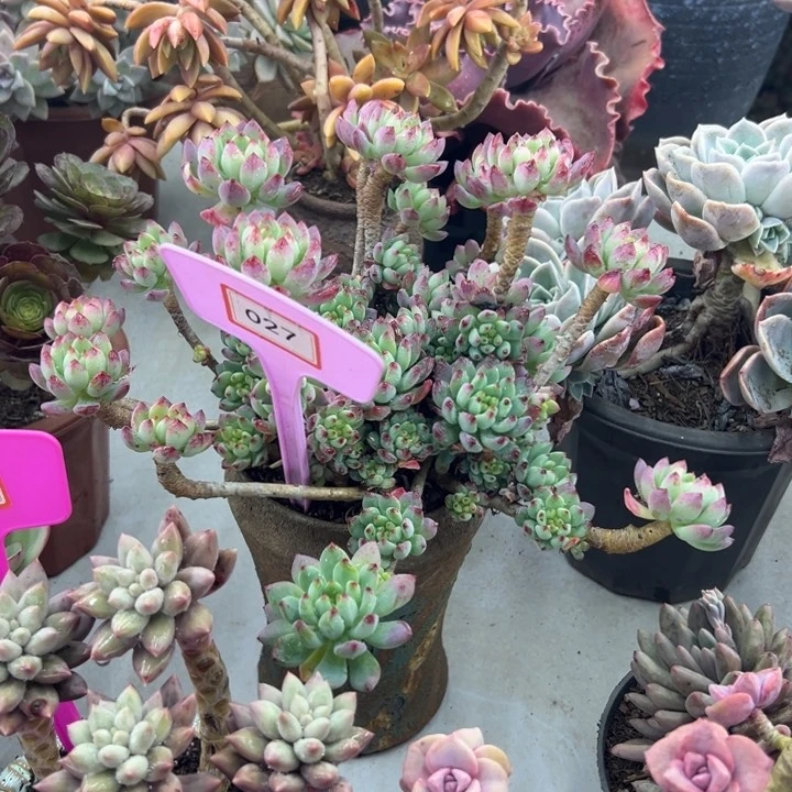 糖*苹果多肉植物027