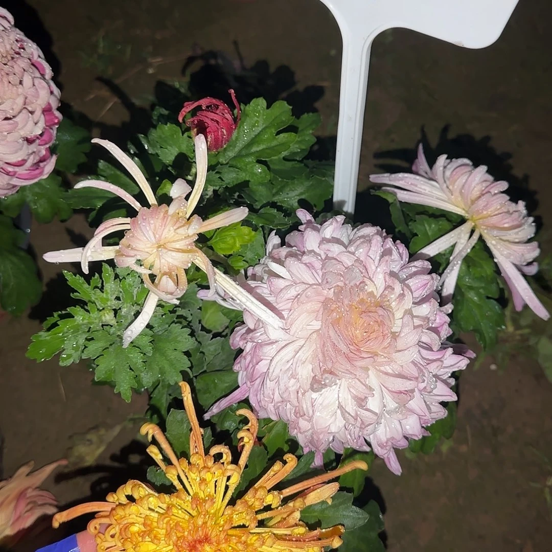 无花朵F11111111111