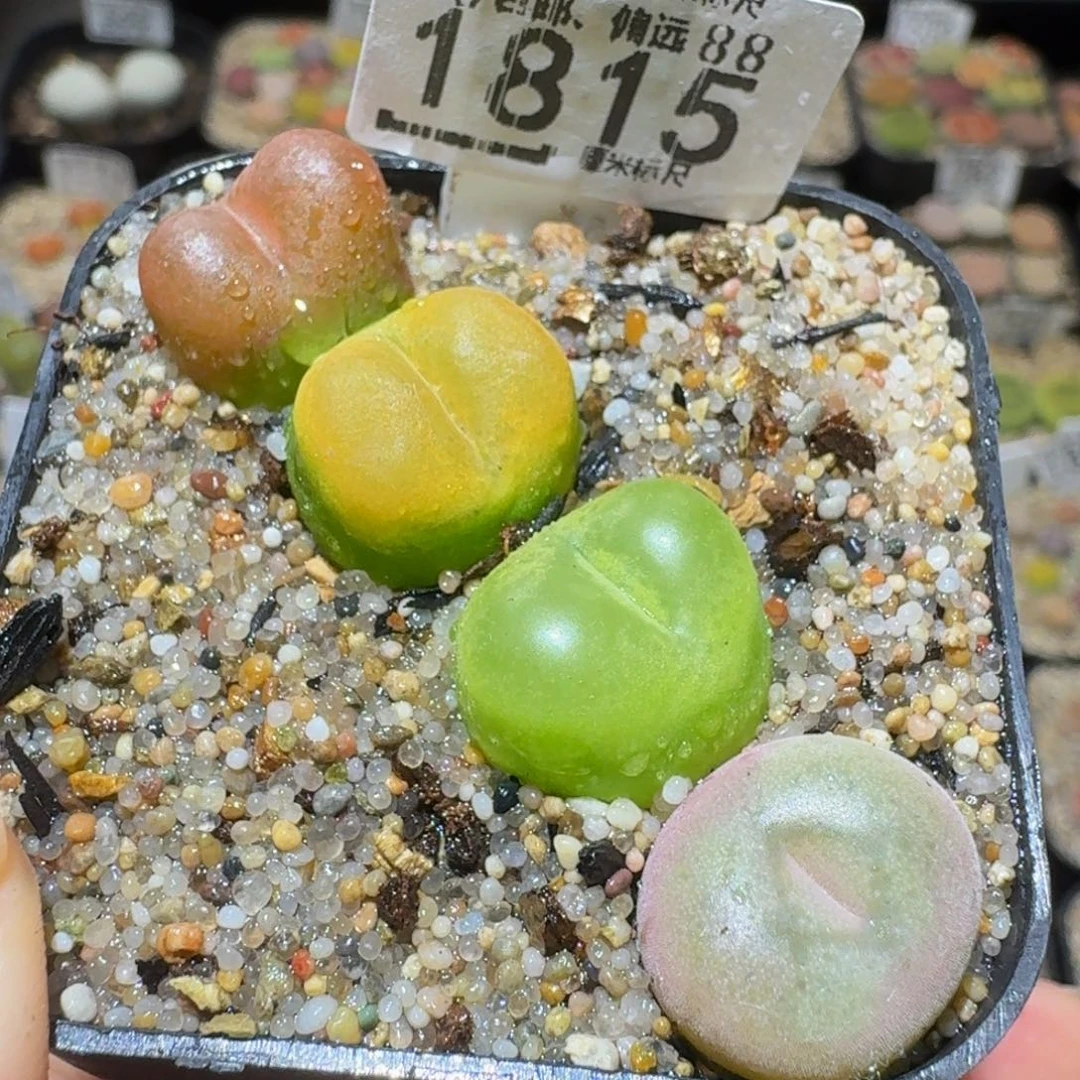 Sssss精品生石花1815