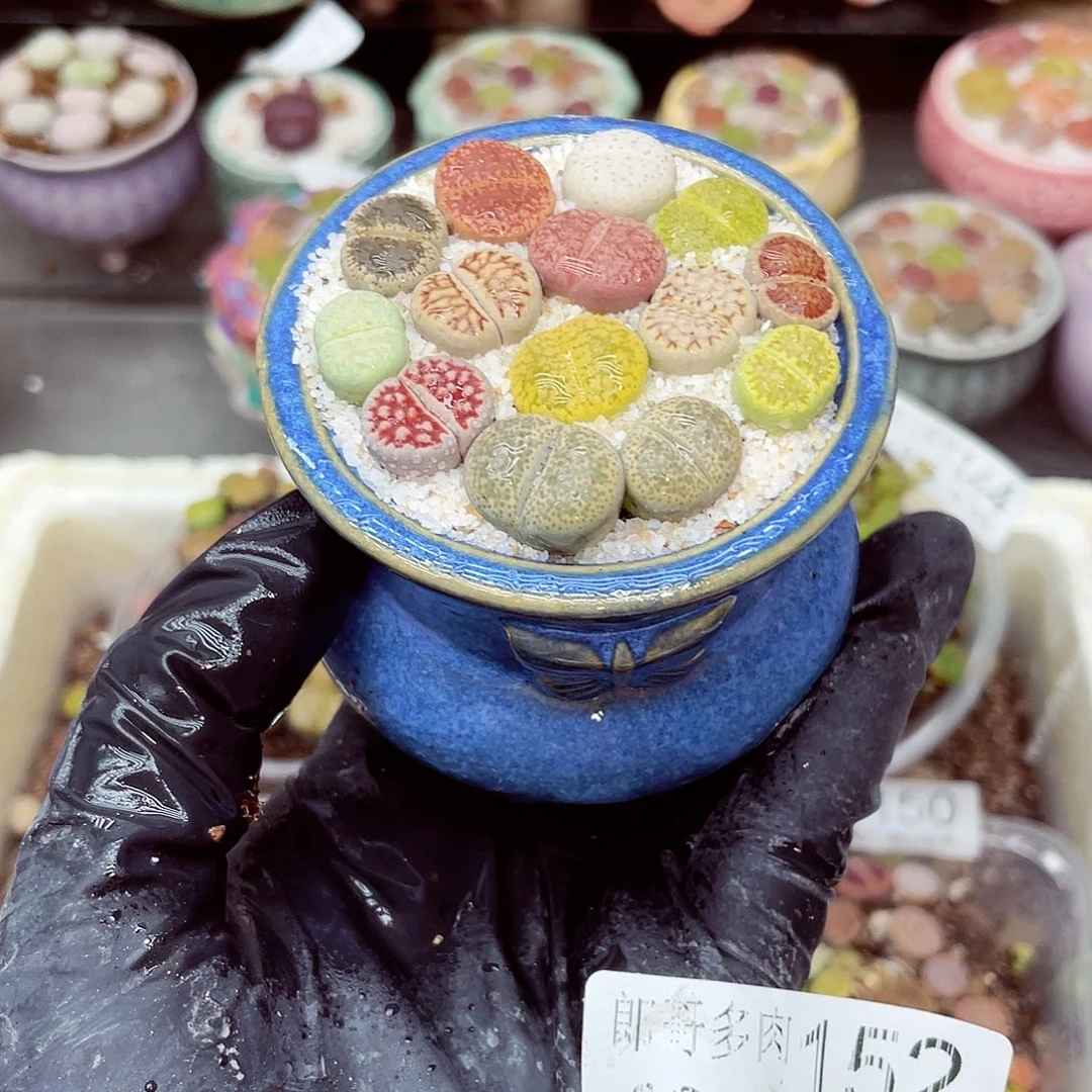 生石花18包邮0915-152