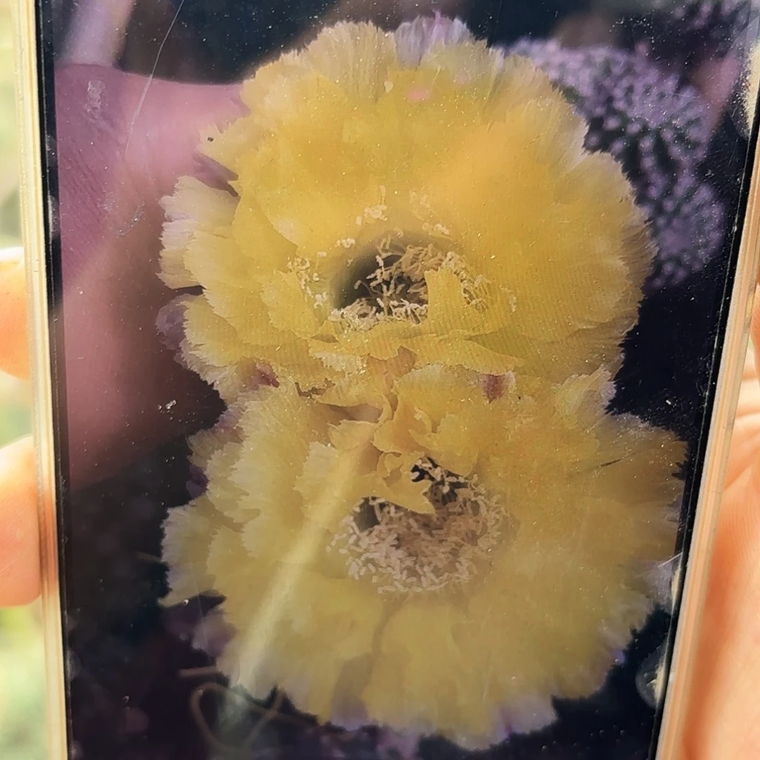 秋洛无根侧牙四公分