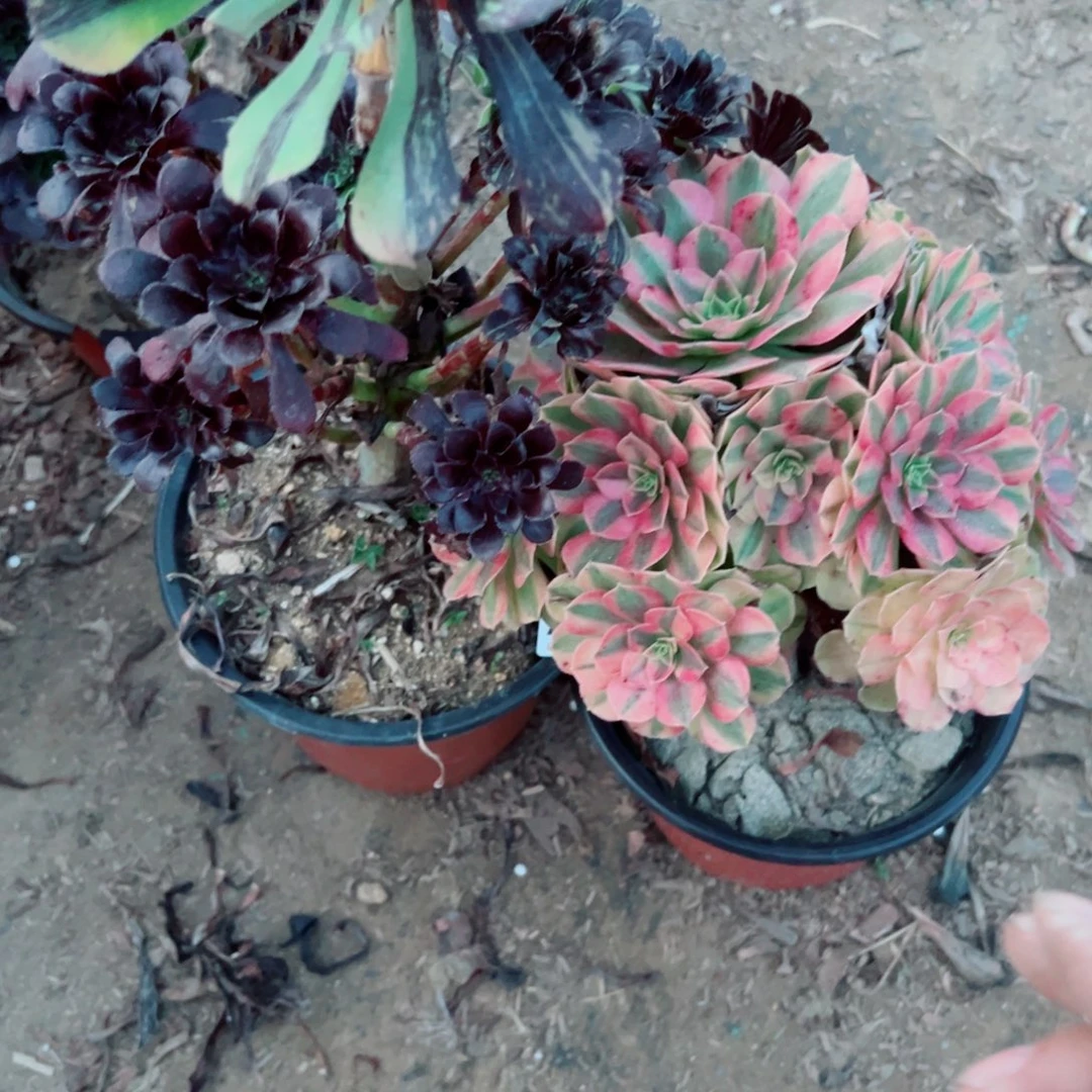 快***丫812两颗组合多肉植物法师