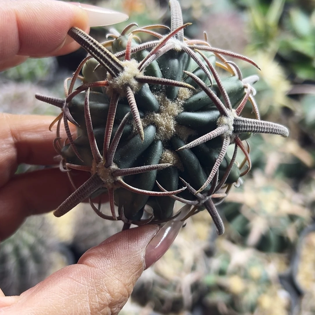 武藏林波有根仙人球6666666