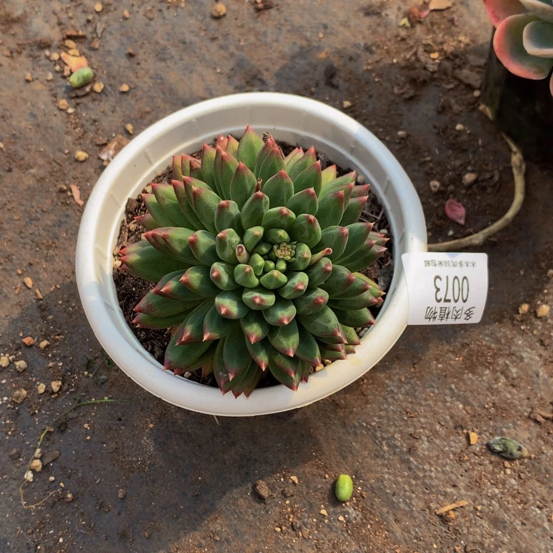 兰*0073陨石多肉