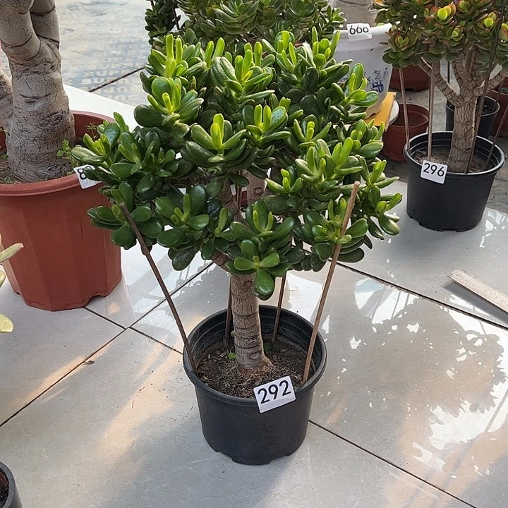 招财猫花月独杆老桩