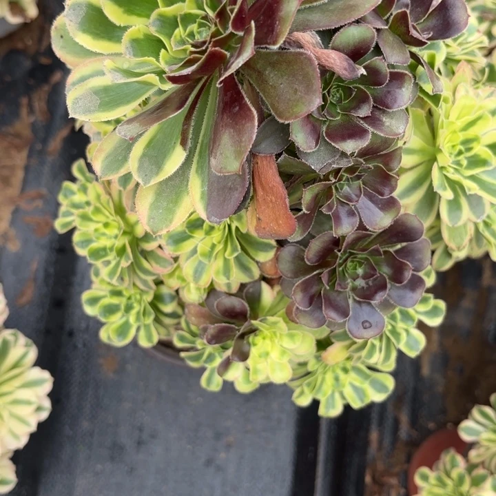 白兰地多肉不包损94