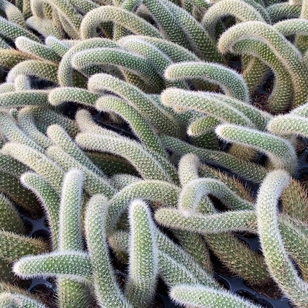 九尾狐多肉10厘米以上发货