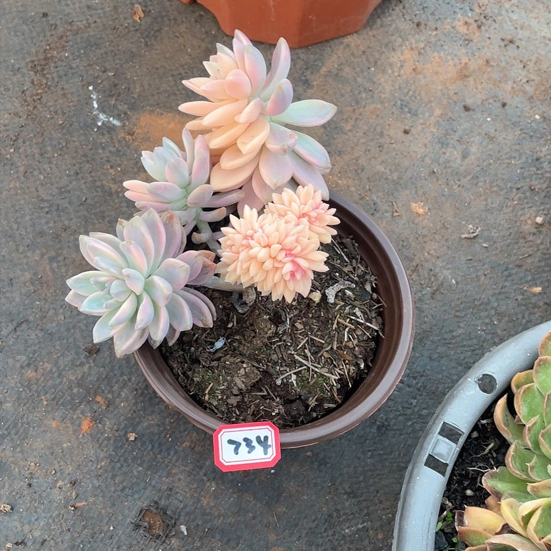 734淡雪锦缀化 一物一拍多肉