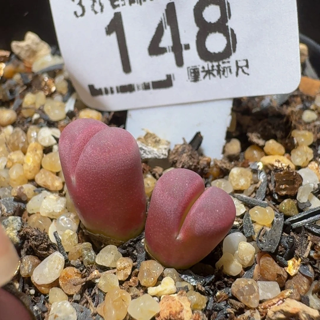 Ssss精品生石花148