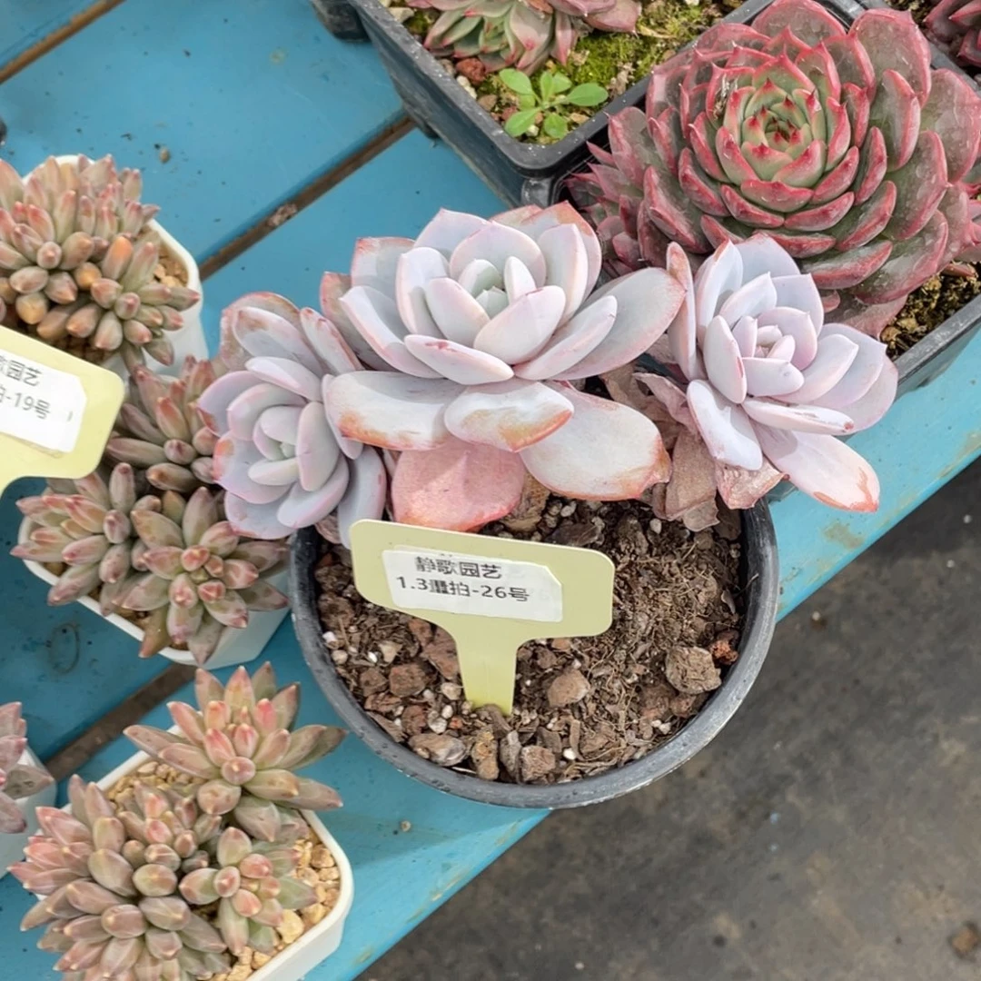 0103-26-韩版奶茶群生一颗