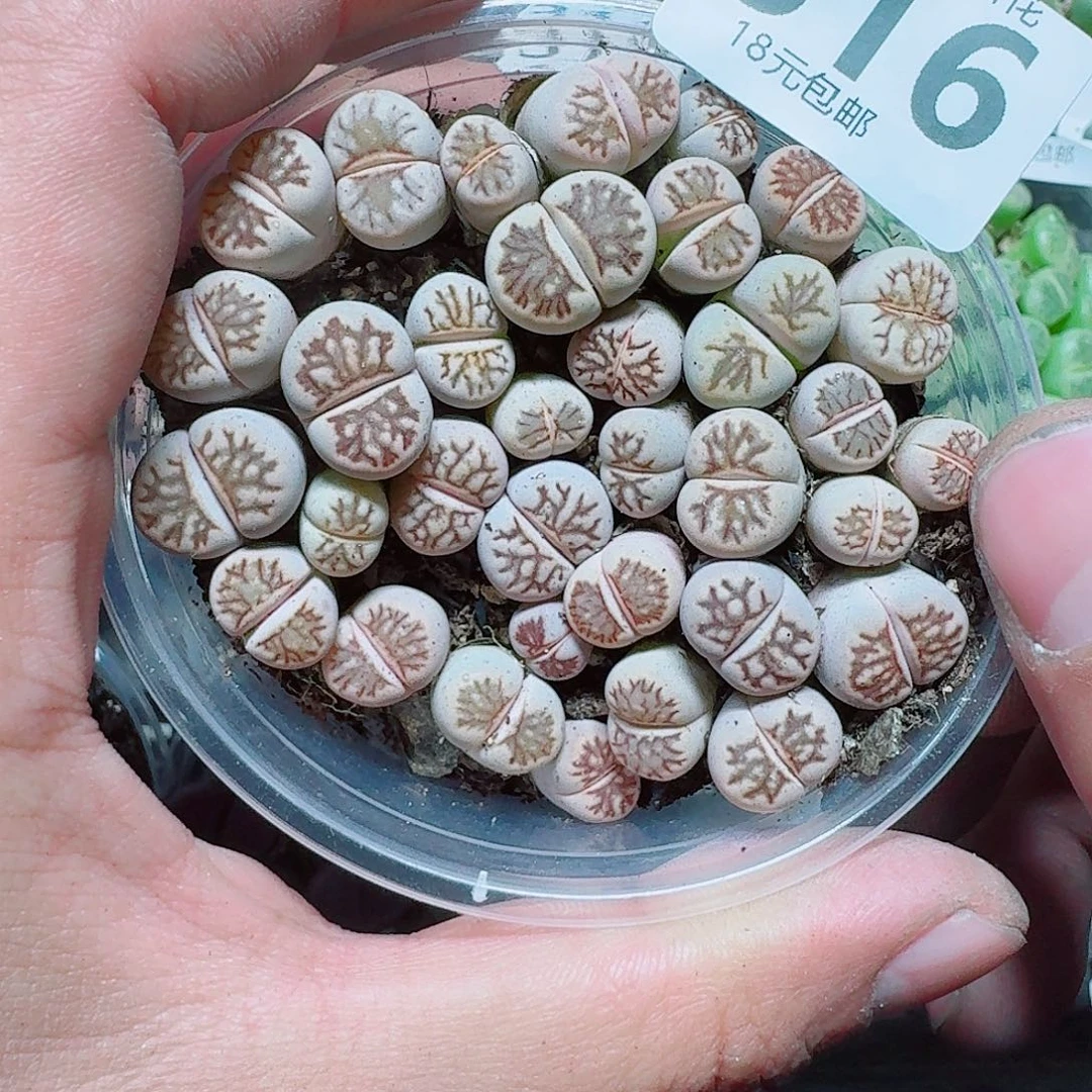 316 多肉植物多肉植物