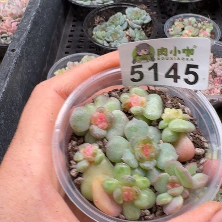 多肉植物多肉植物