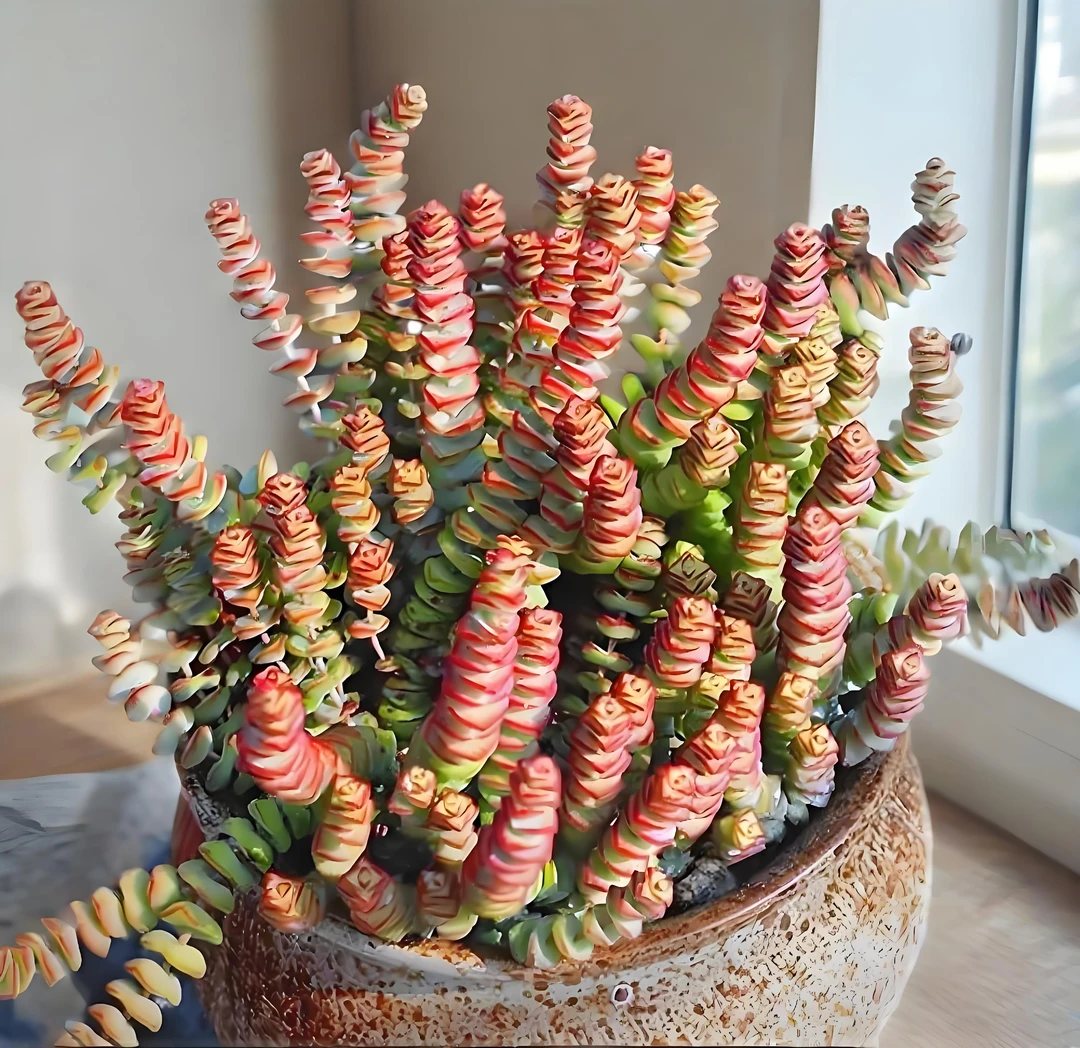 钱串 多肉植物 鲜花绿植盆栽 易养活 基地源头