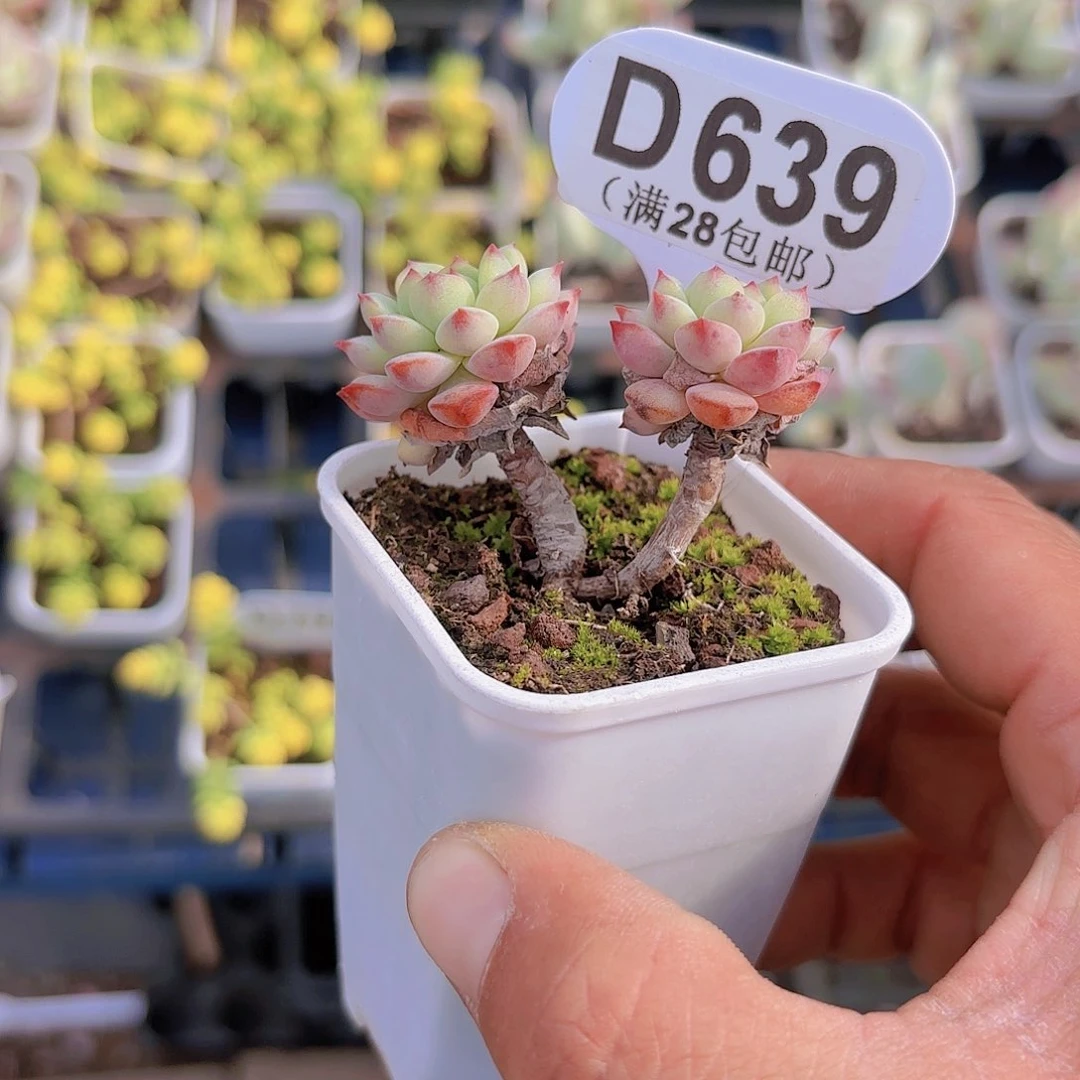 D639樱花一物一拍