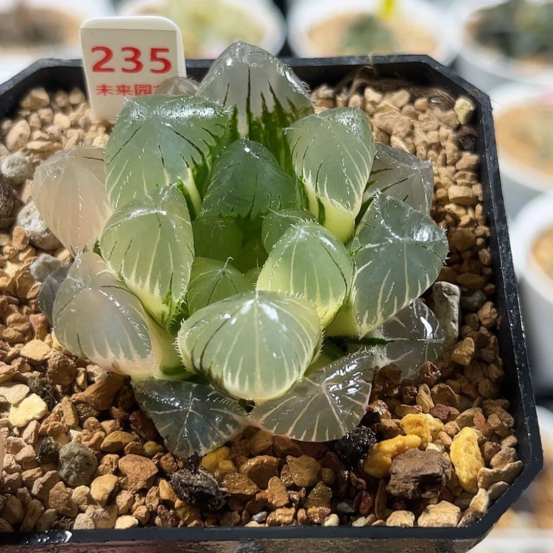 235巨大赤线玉露锦福利福利