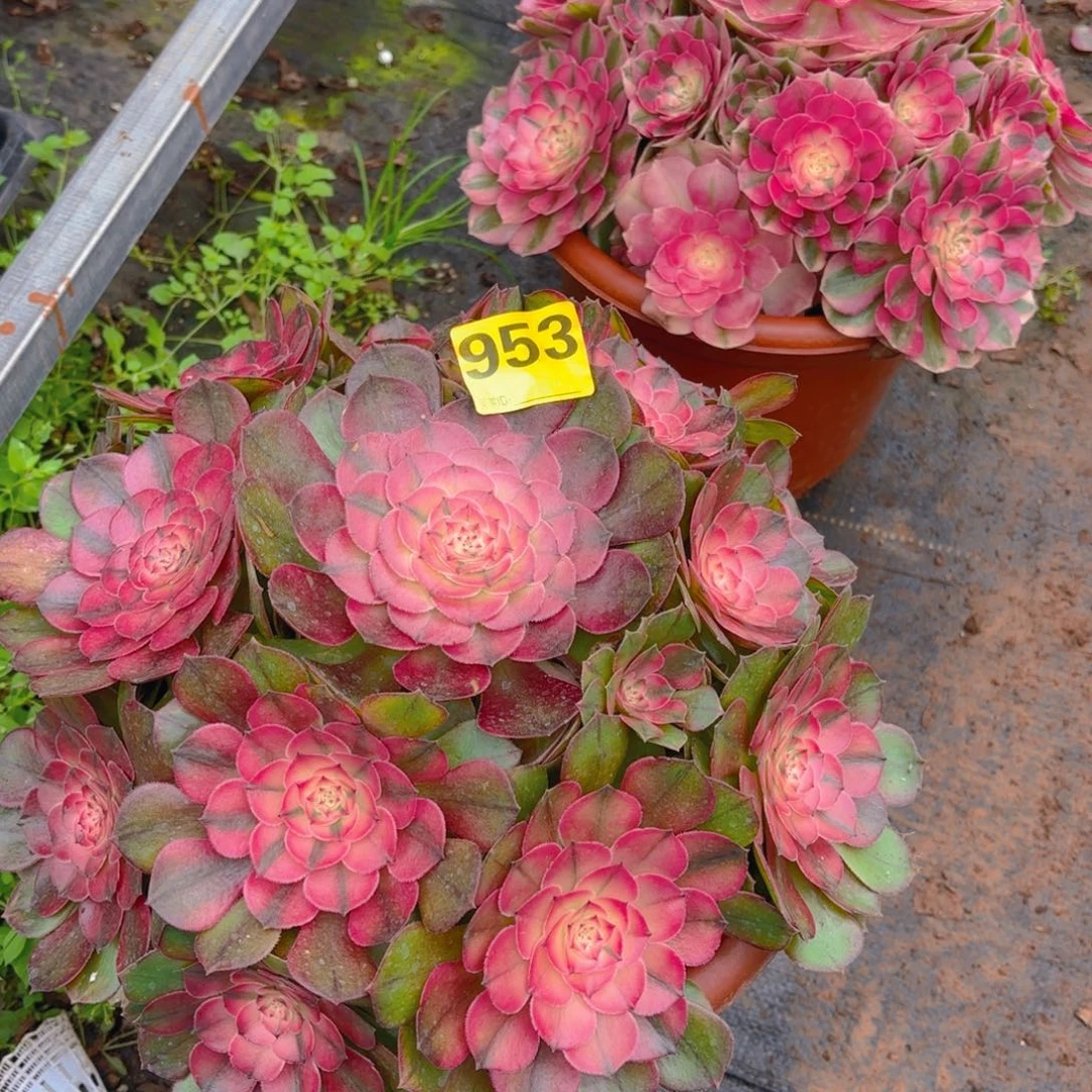 953 1234567 荔枝