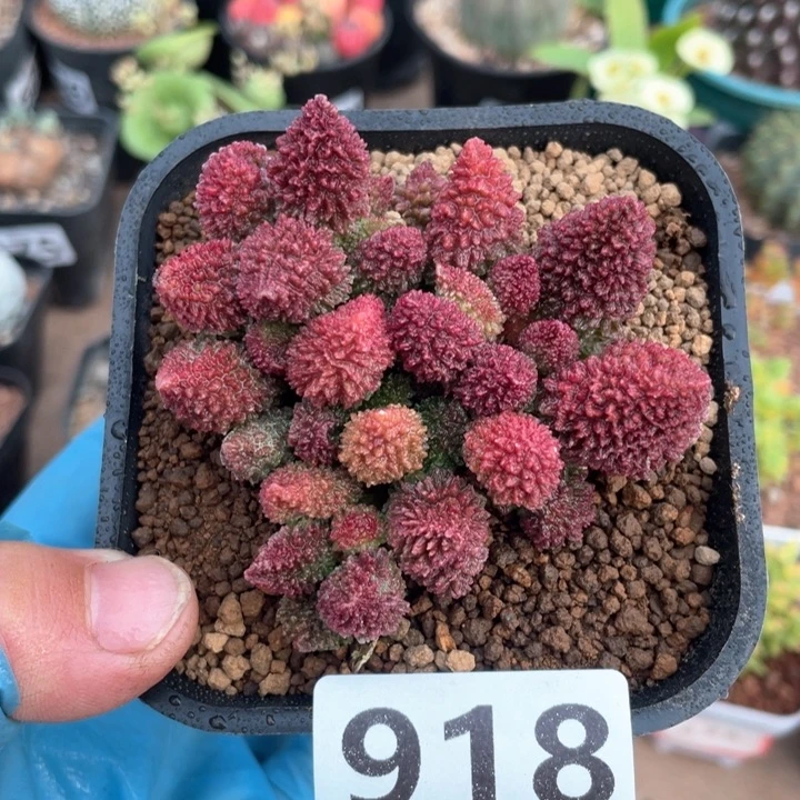 918大盆朱子玉多头