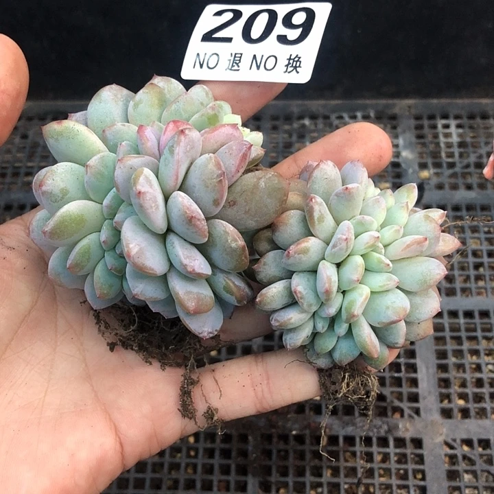 星影石榴籽福利出咯 209