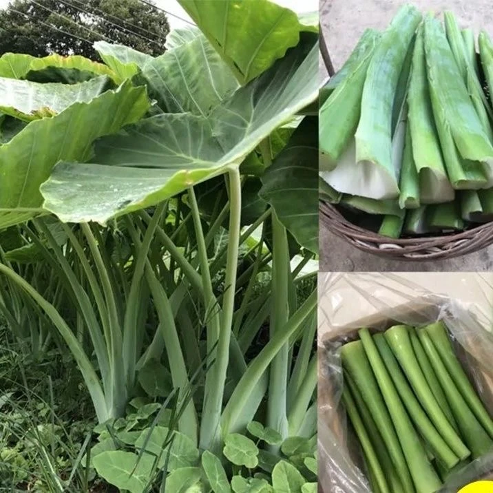 贵州特产新鲜广菜农家自种现割现发