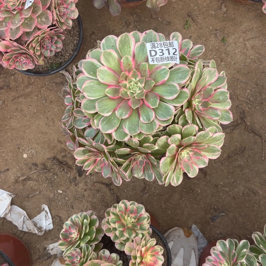 N. 312孔雀翎多肉12233