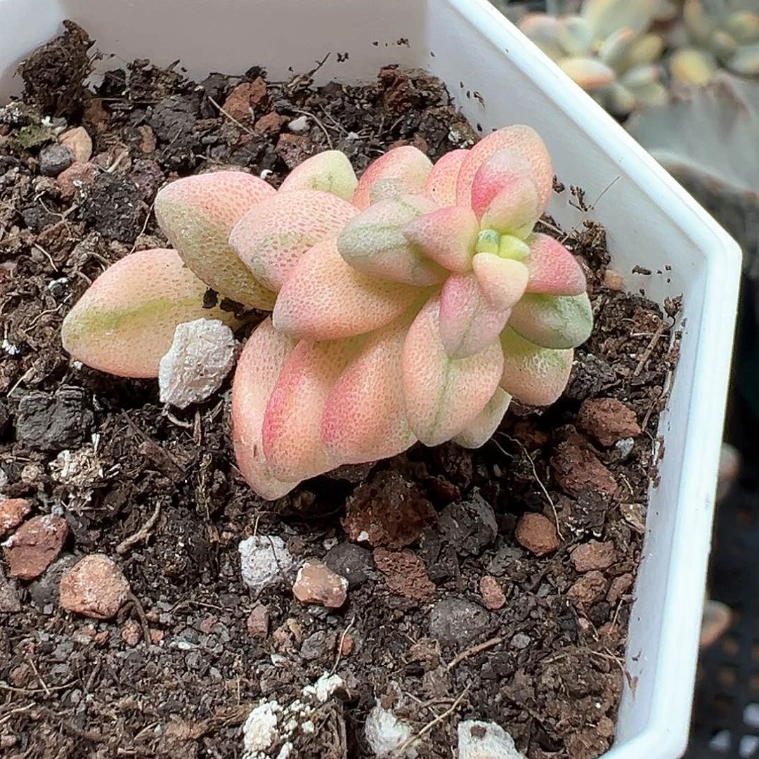 彩色白鹭锦n小方花圃一单包邮