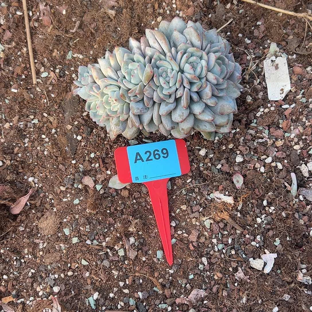 奔****多肉植物一物一拍