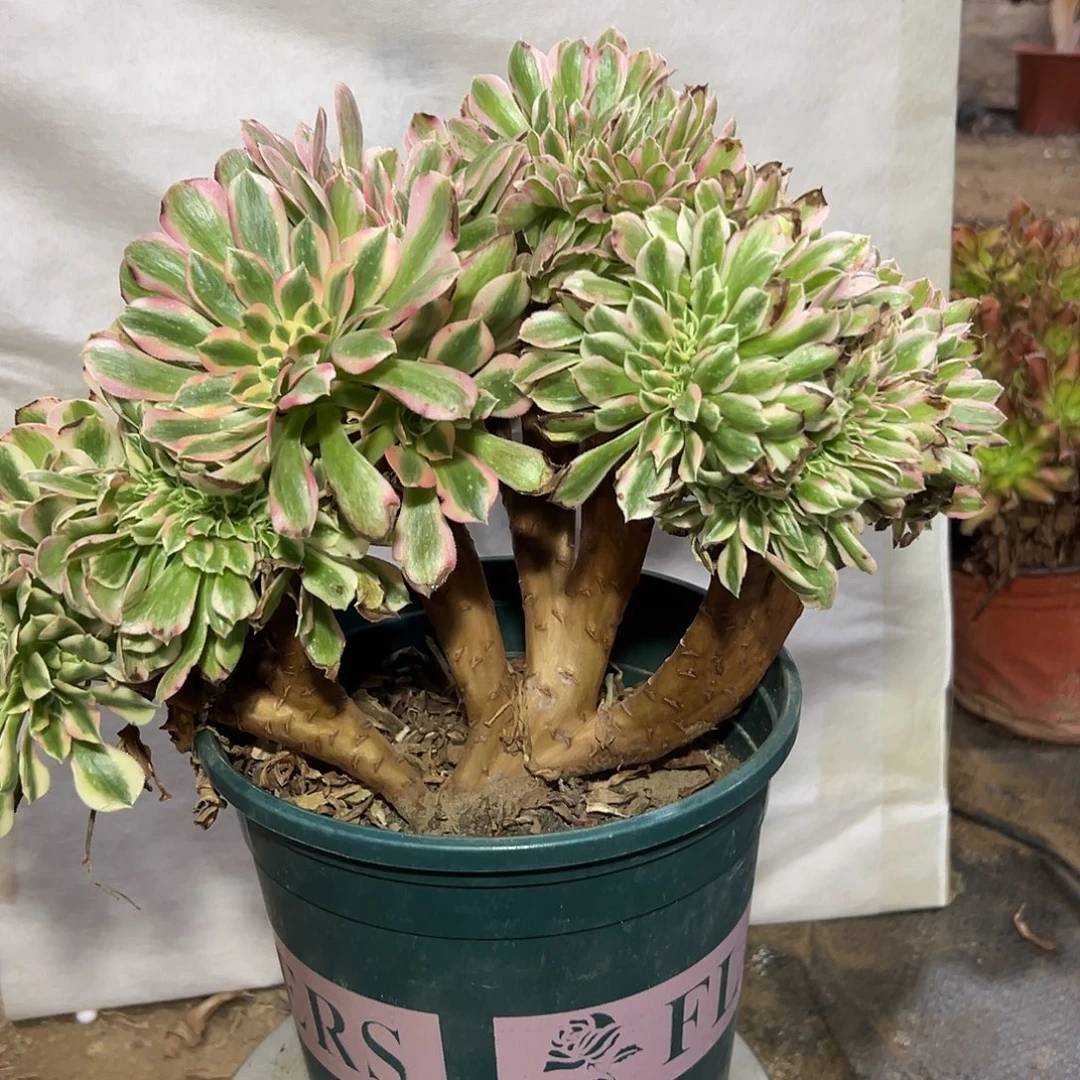 多肉植物粉女巫缀花391