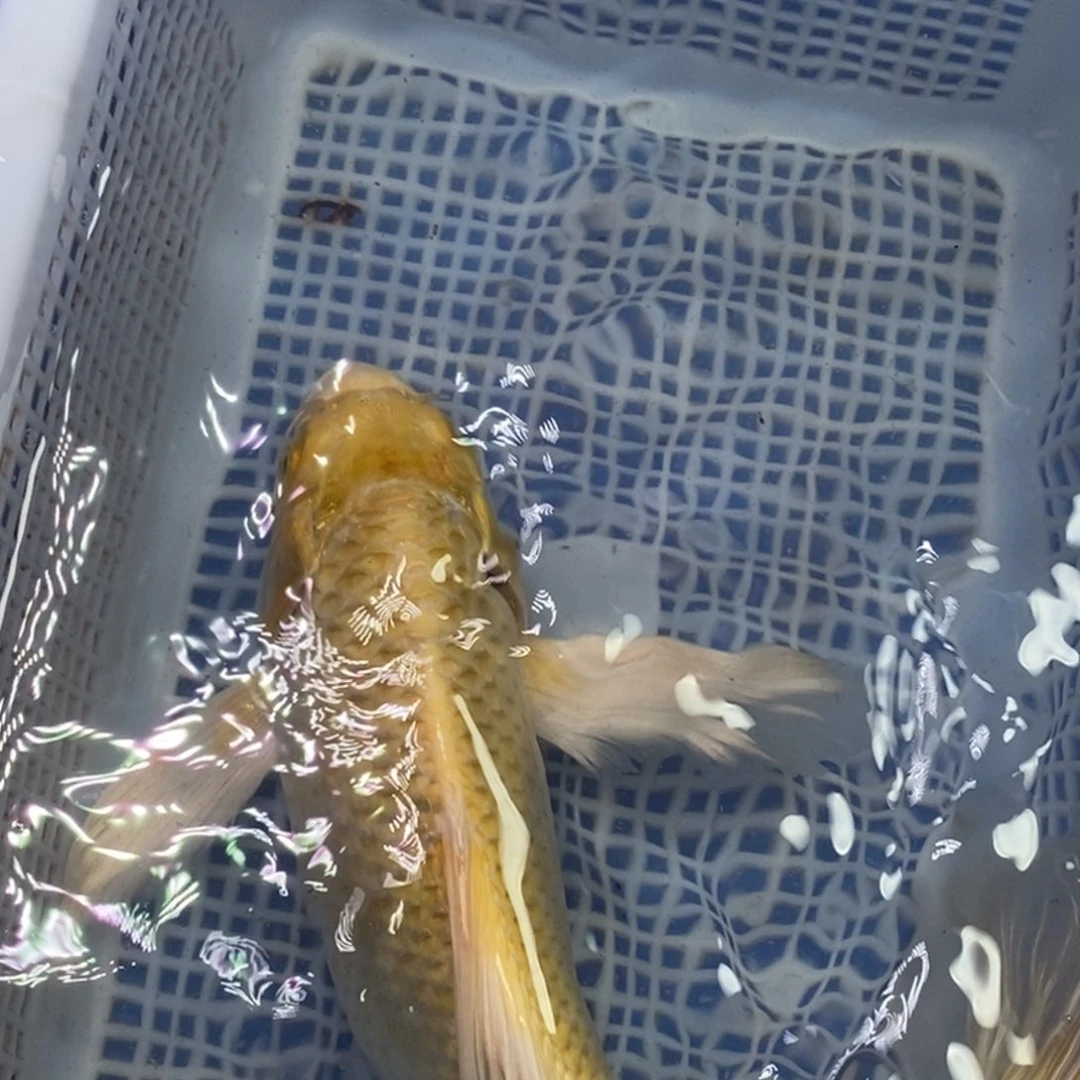 锦鲤冷水锦鲤包邮