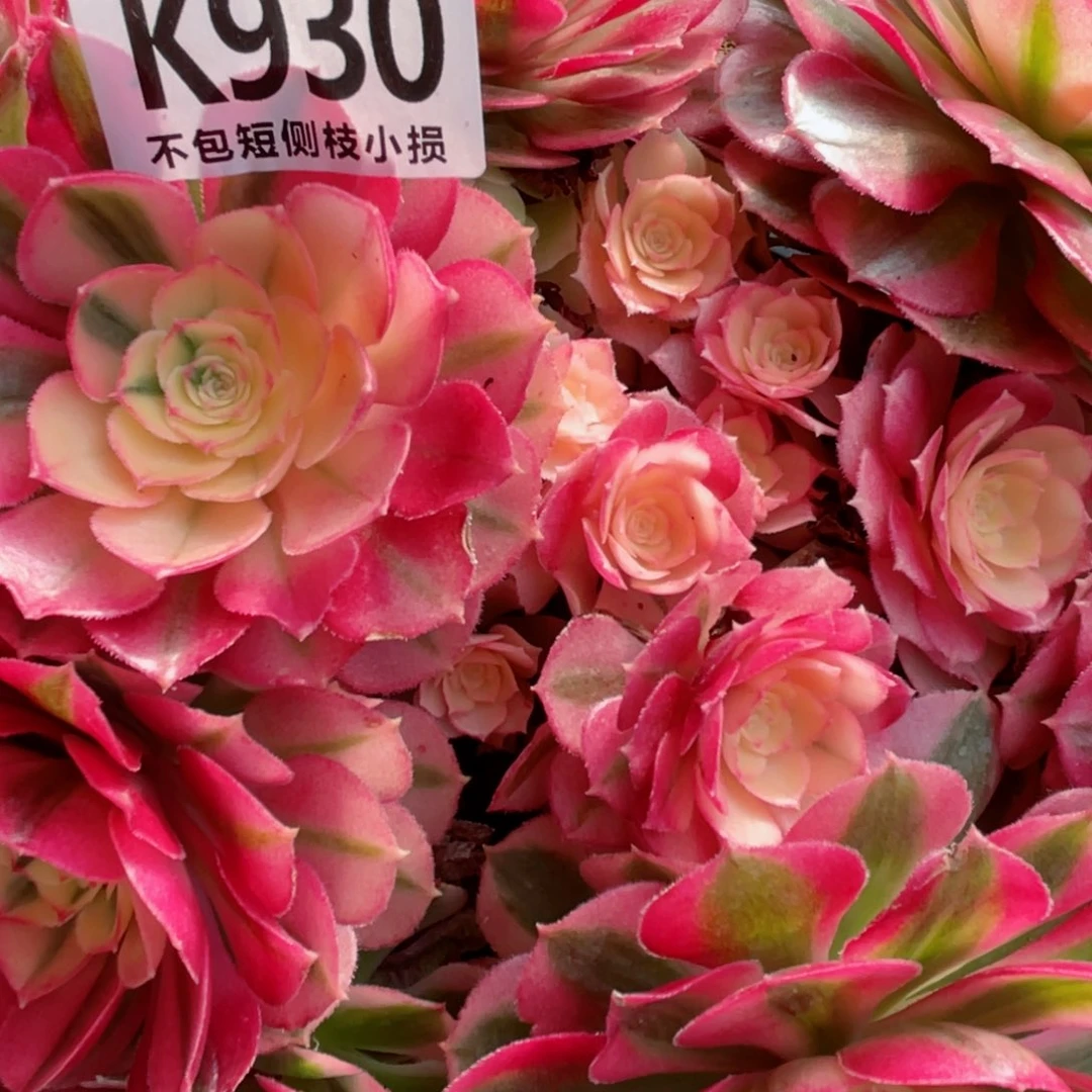 930倾城 冠幅27左右