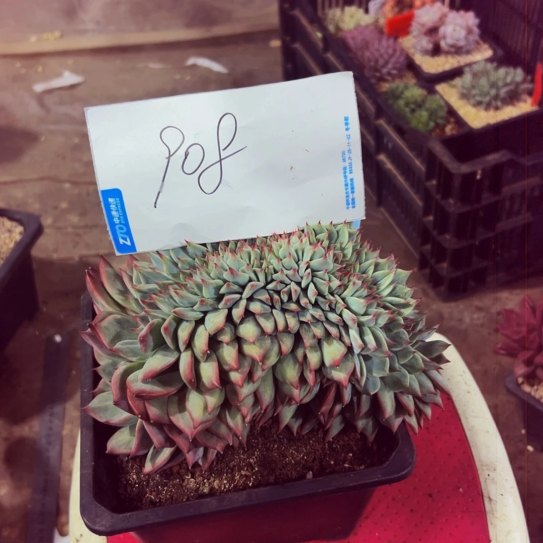 上***）908号一物一拍脱土包邮