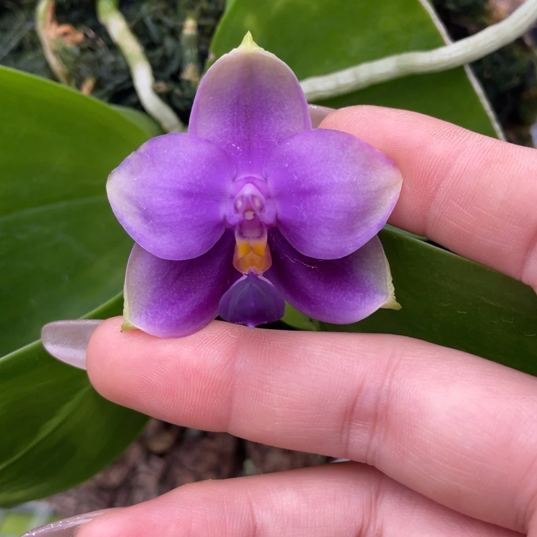 大部分花苞少量开放（板植）荧光莎美娜