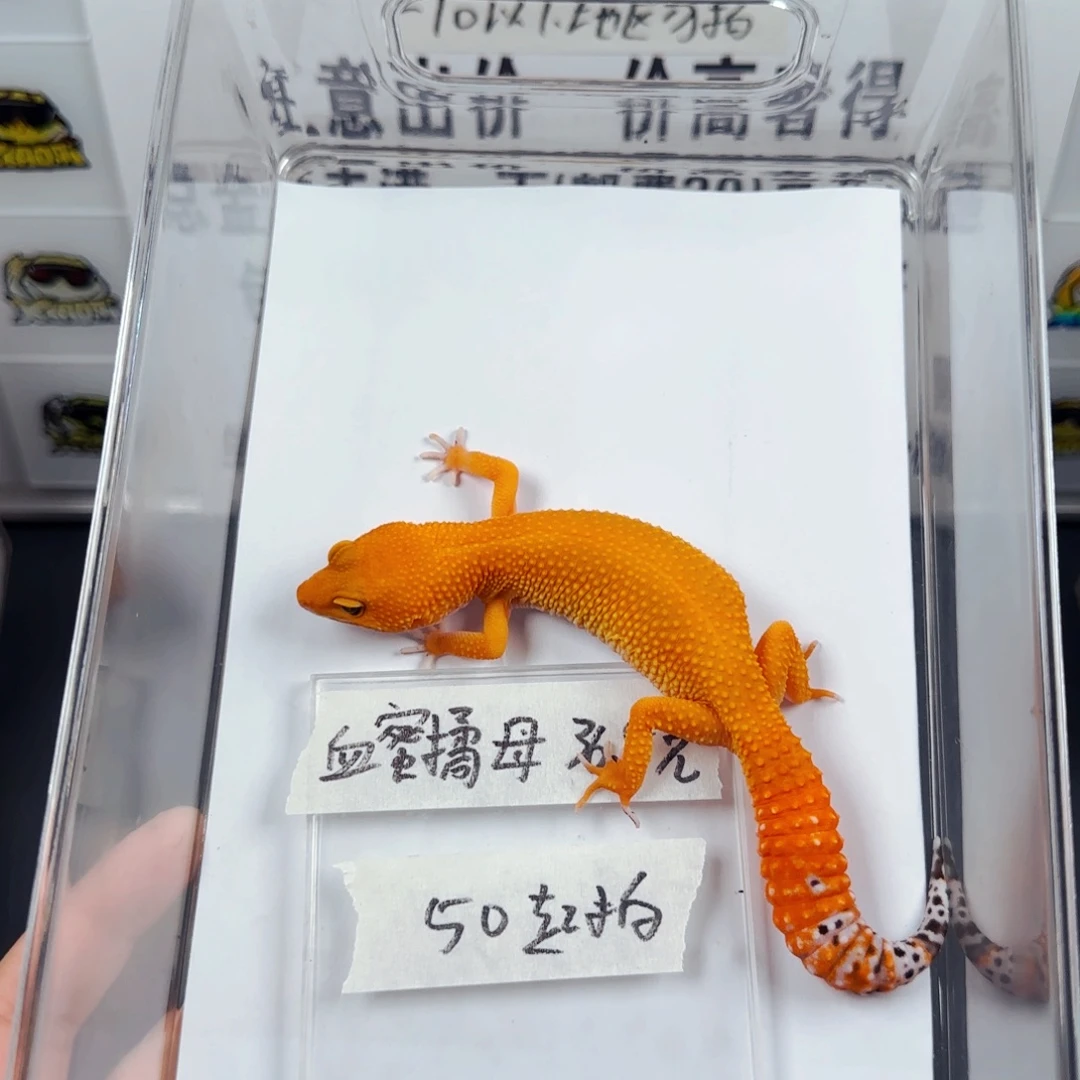 豹纹守宫血蜜桔妹妹