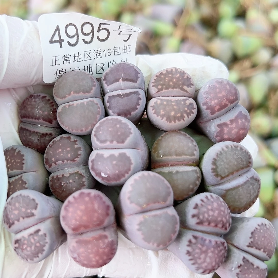 4995 好养易活生石花大母本15个2cm左右