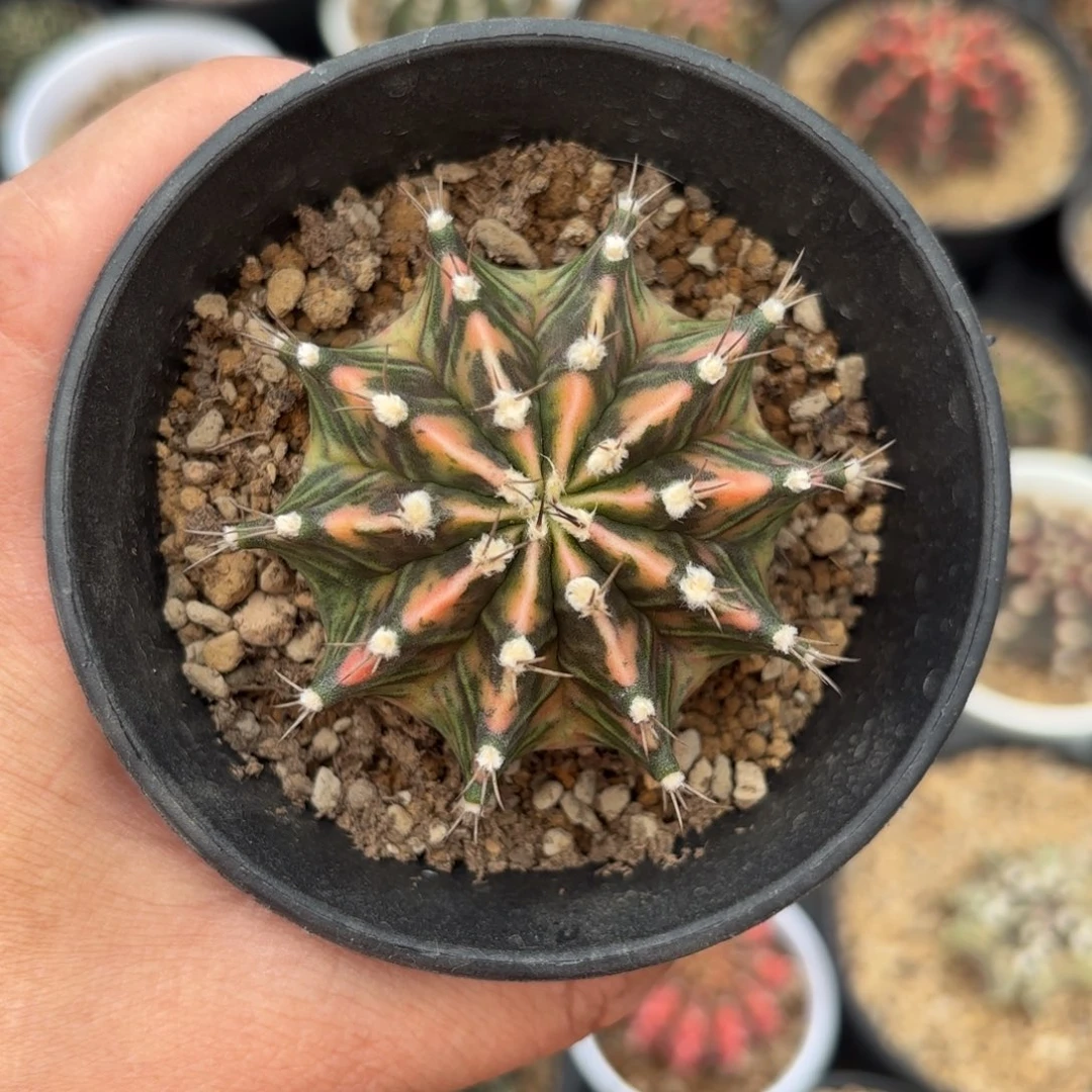 泰系实生米哈仙人球22