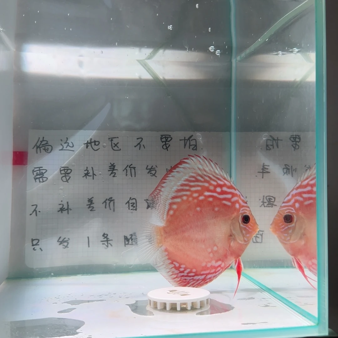 七彩神仙鱼肉身8偏远地区不拍